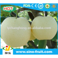 Fournisseur de fruits de poire d&#39;or en Chine